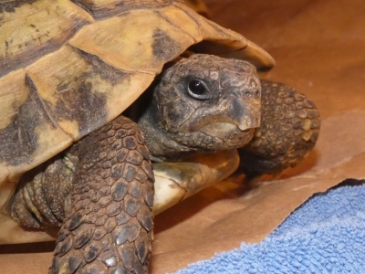 Griekse landschildpad - De Zonnegloed - Dierenpark - Dieren opvangcentrum - Sanctuary